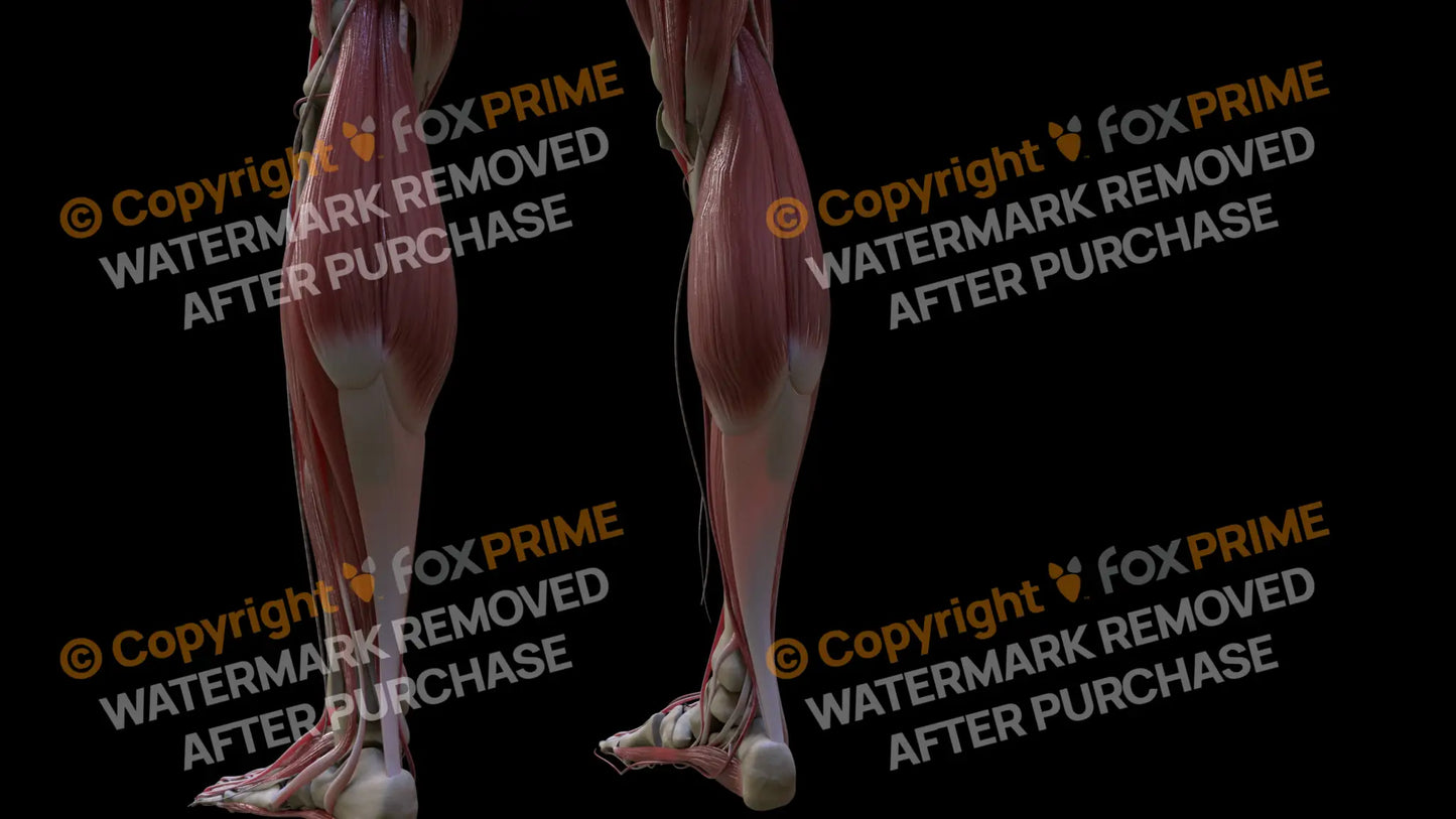 Muscular System Medial Head Gastrocnemius 2 Still Shot
