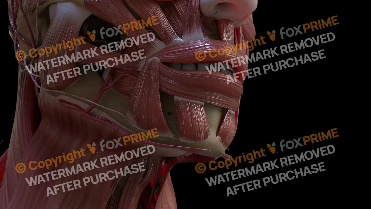 Muscular System Mentalis 2 Still Shot