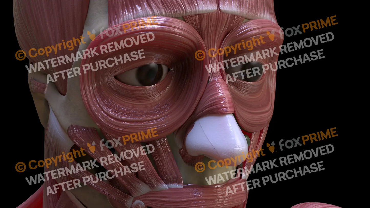 Muscular System Nasalis 2 Still Shot