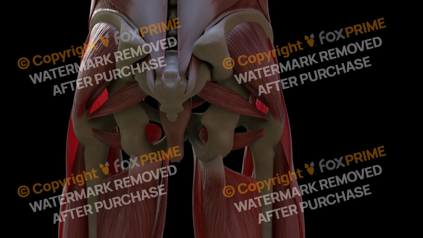 Muscular System Obturator Externus 2 Still Shot
