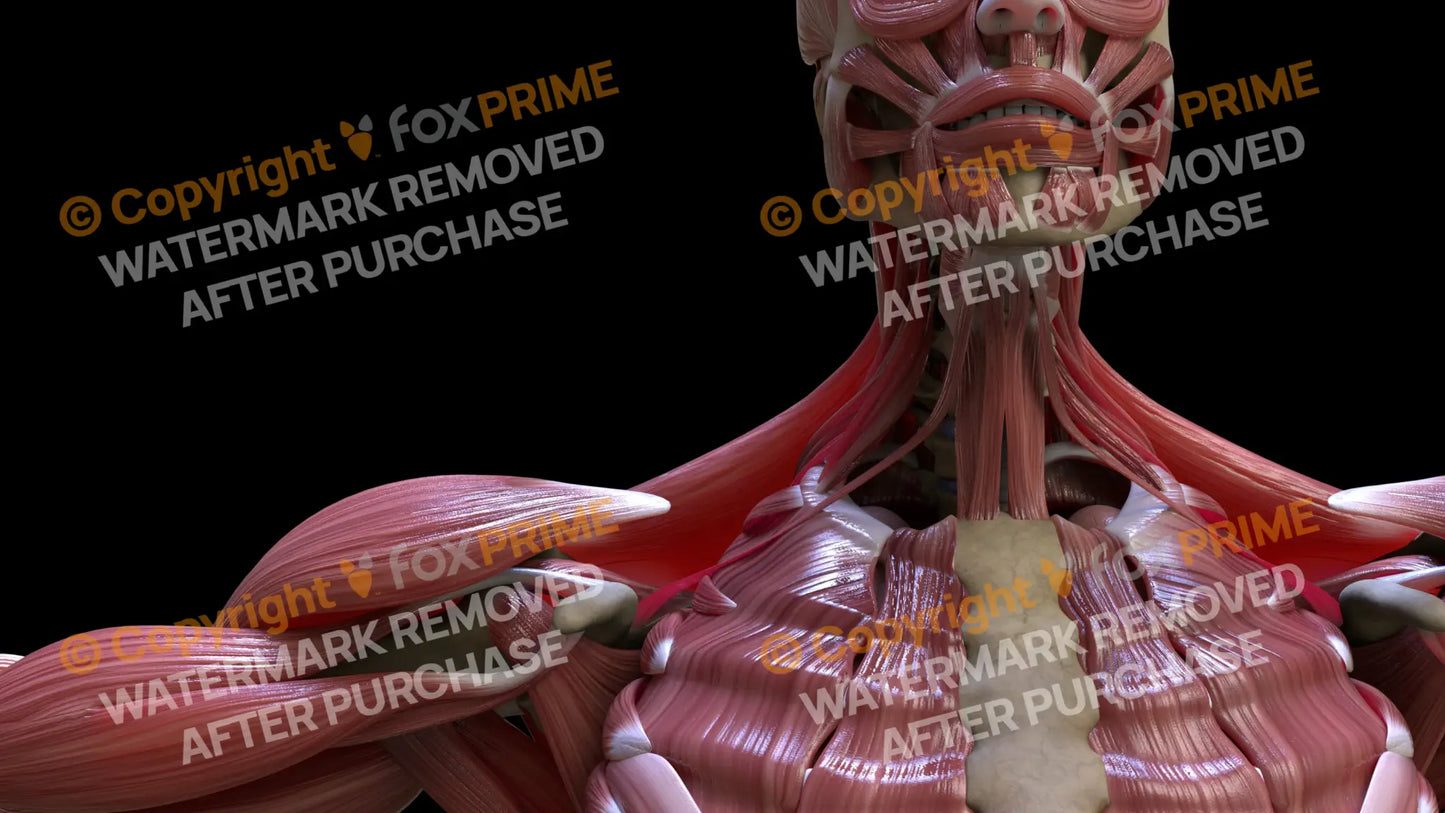Muscular System Omohyoideus 2 Still Shot