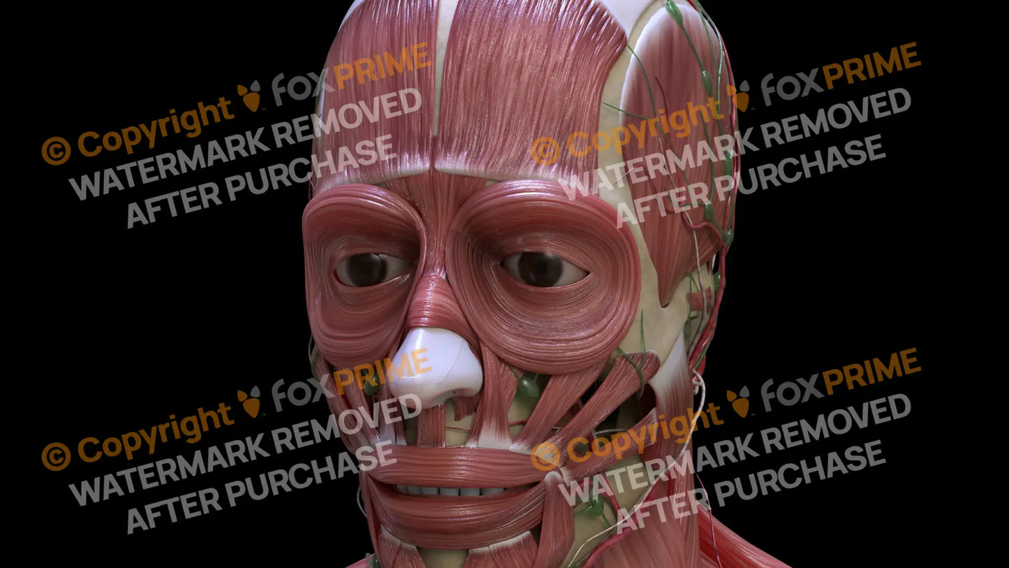 Muscular System Orbicularis Oculi 2 Still Shot