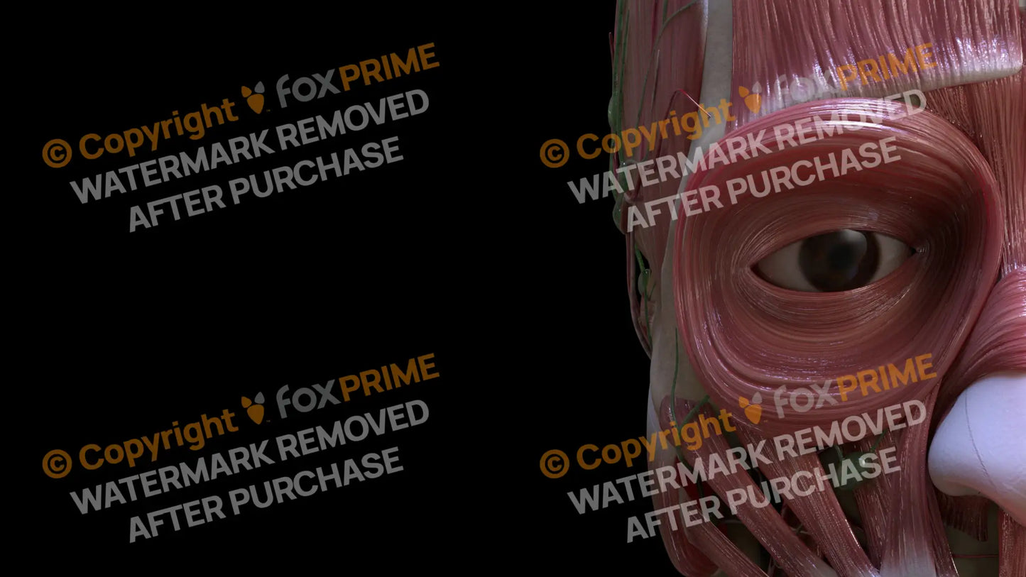 Muscular System Orbicularis Oculi 3 Still Shot