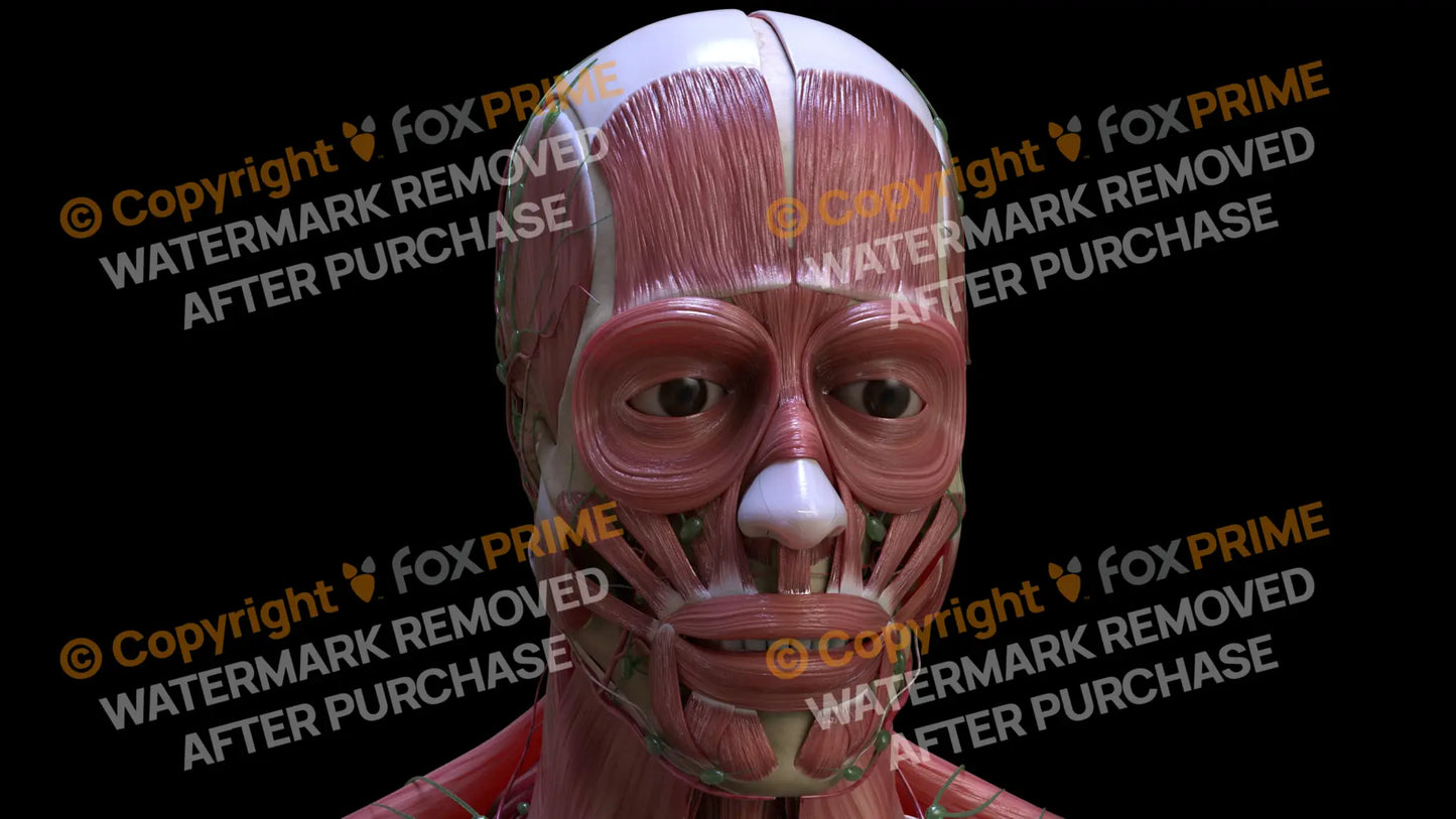 Muscular System Orbicularis Oculi 4 Still Shot