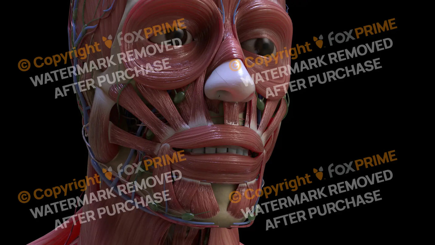 Muscular System Orbicularis Oris 1 Still Shot