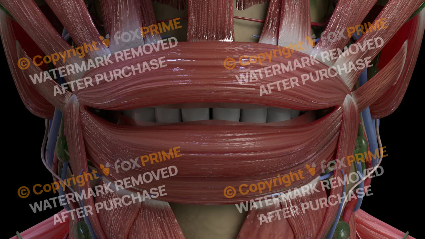 Muscular System Orbicularis Oris 2 Still Shot