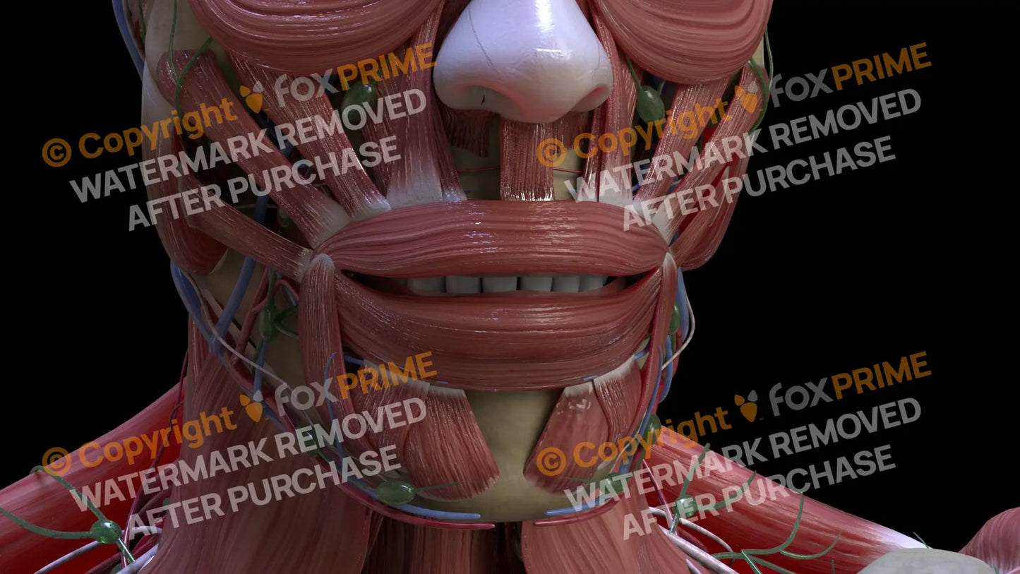 Muscular System Orbicularis Oris 3 Still Shot