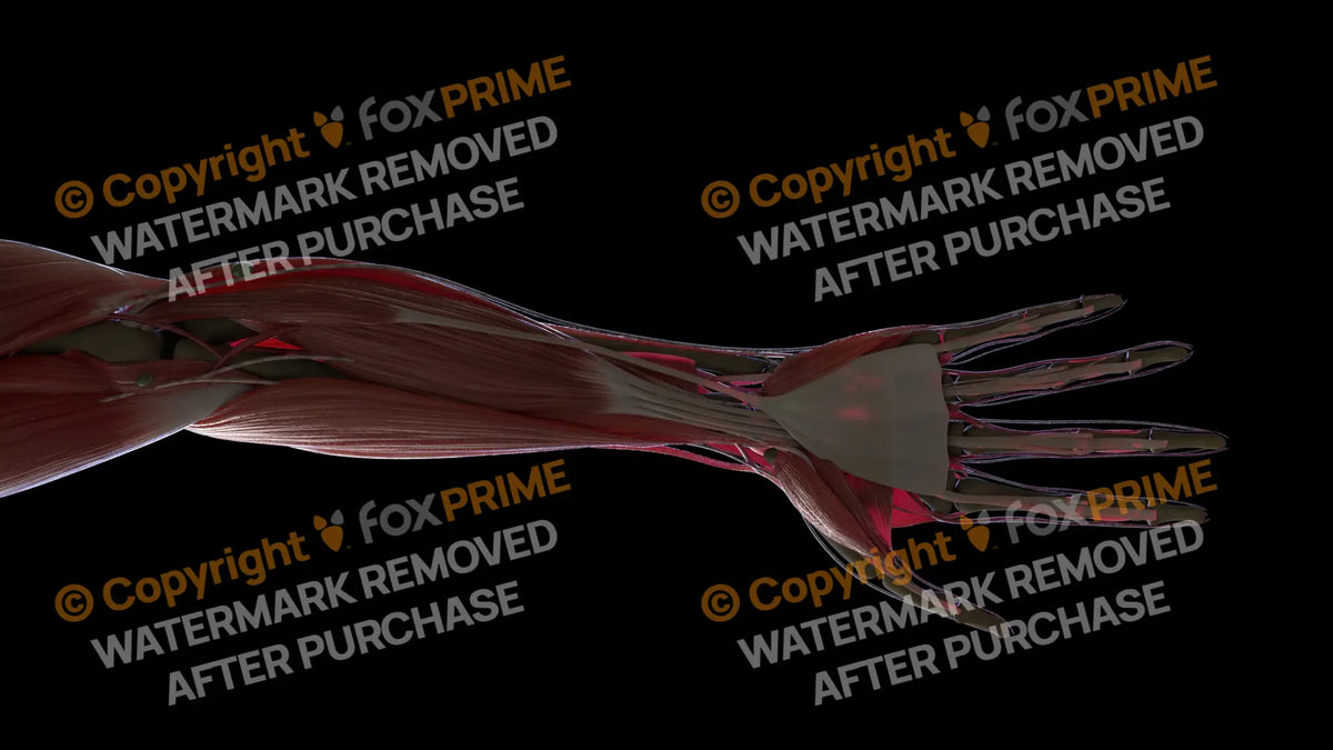 Muscular System Palmaris Longus 1 Still Shot