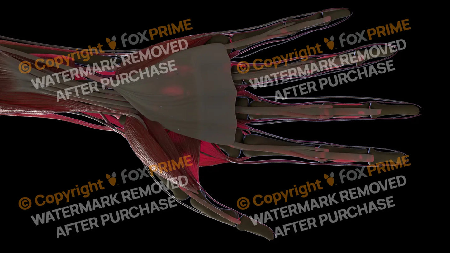 Muscular System Palmaris Longus 2 Still Shot