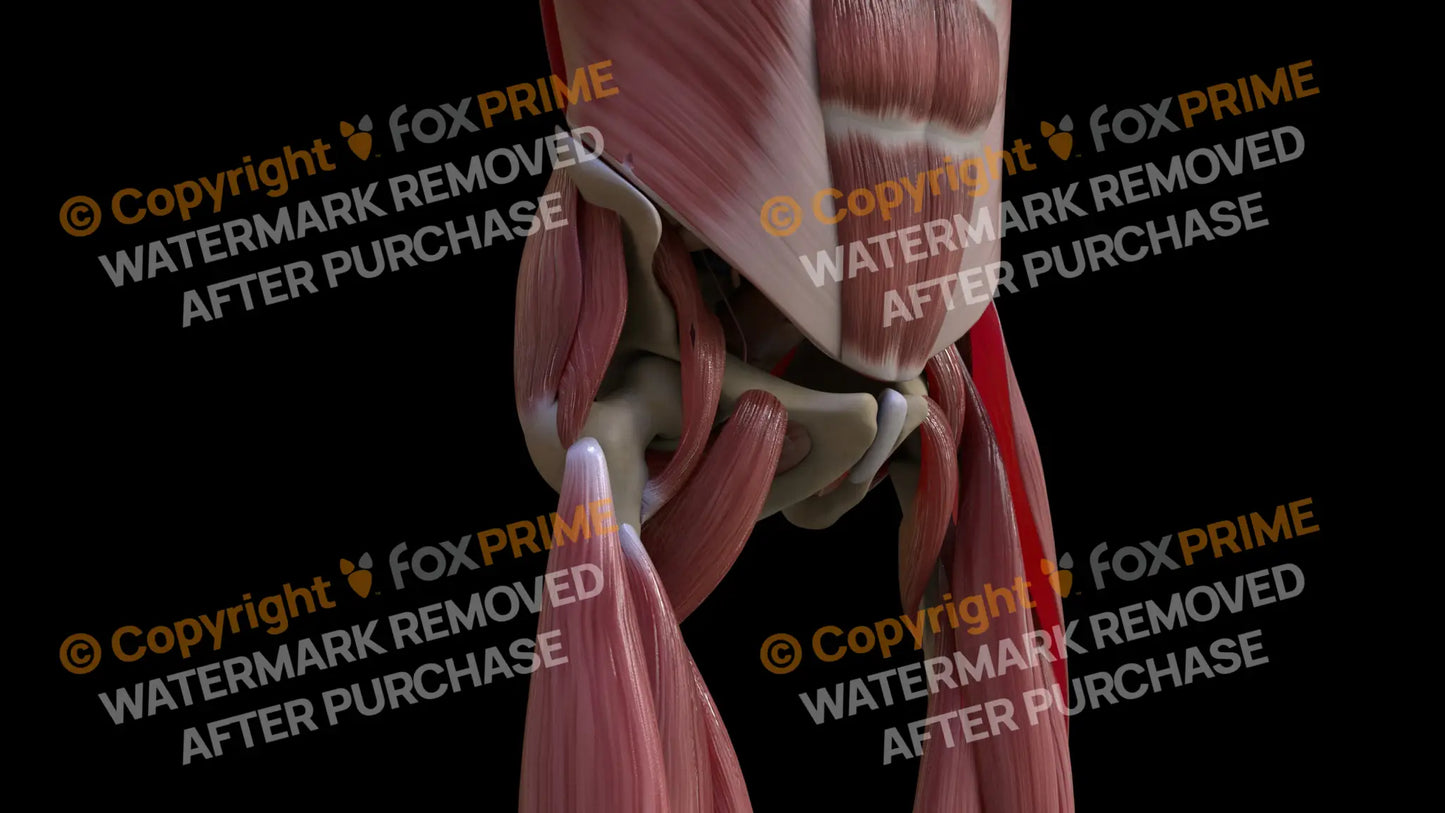 Muscular System Pectineus 2 Still Shot