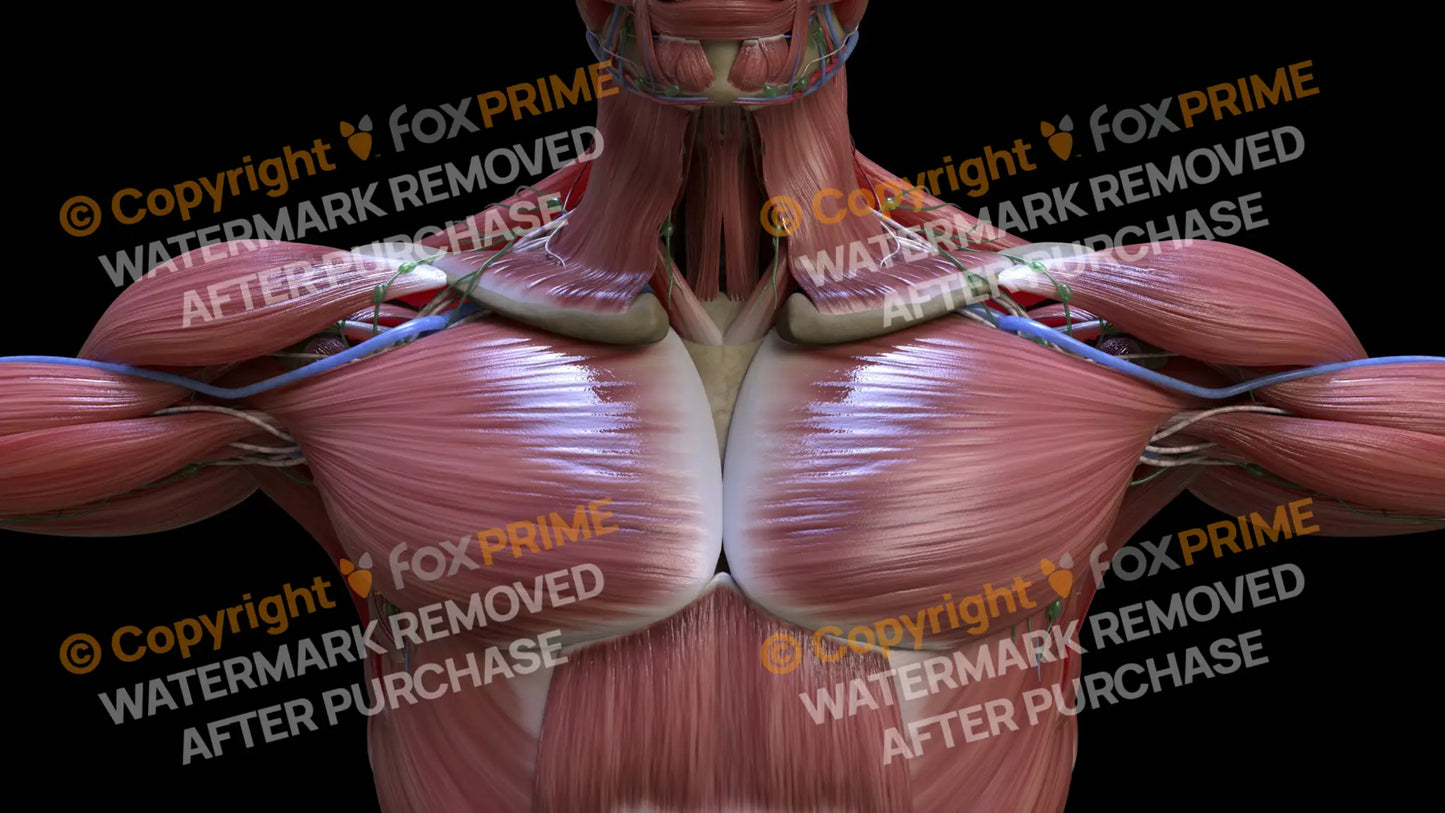Muscular System Pectoralis 1 Still Shot