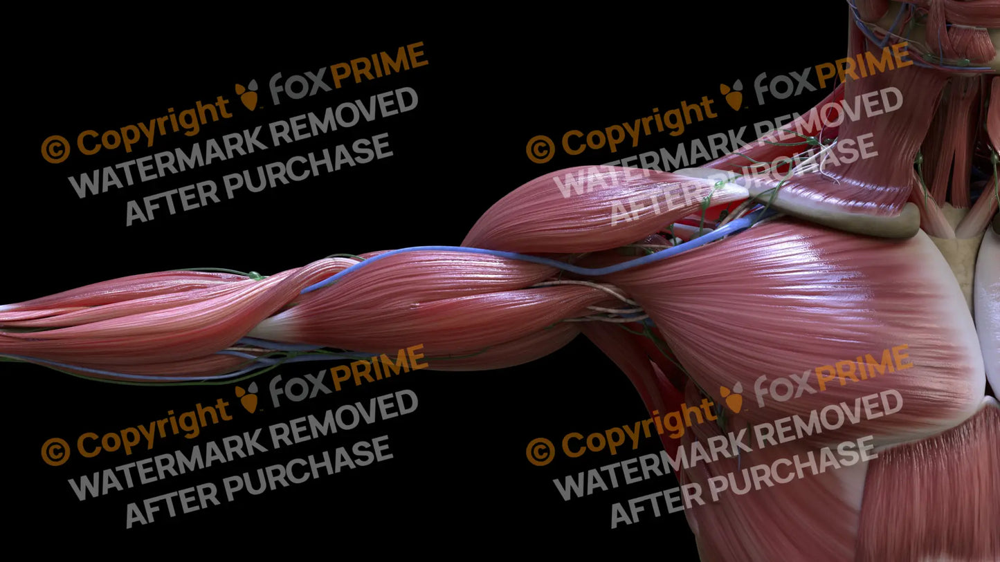 Muscular System Pectoralis 2 Still Shot