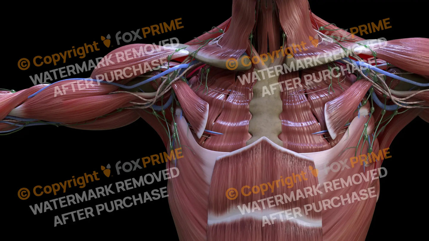 Muscular System Pectoralis Minor 1 Still Shot
