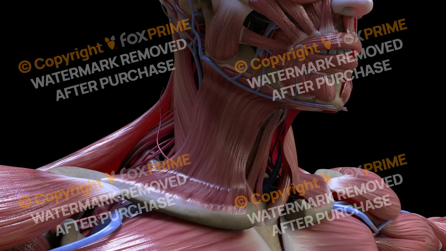 Muscular System Platysma 1 Still Shot
