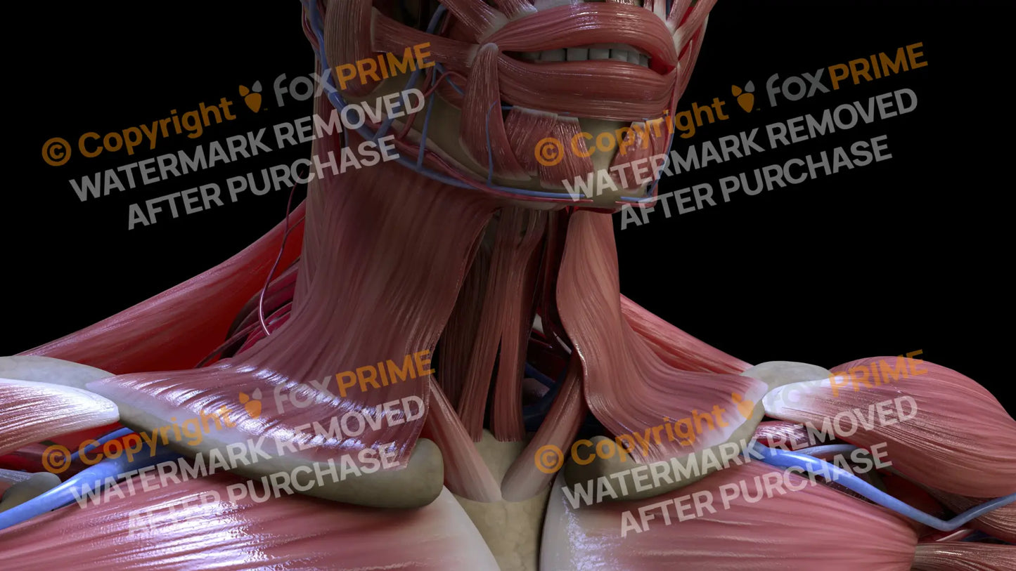 Muscular System Platysma 2 Still Shot