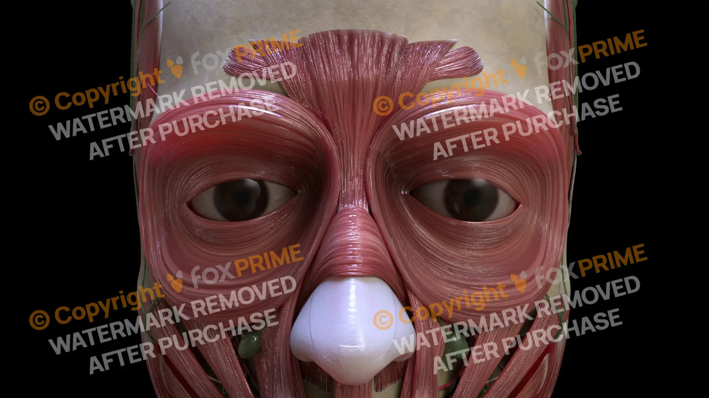Muscular System Procerus 1 Still Shot