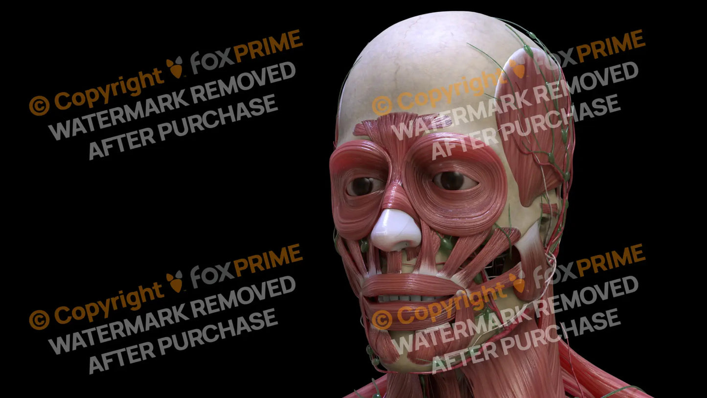 Muscular System Procerus 3 Still Shot