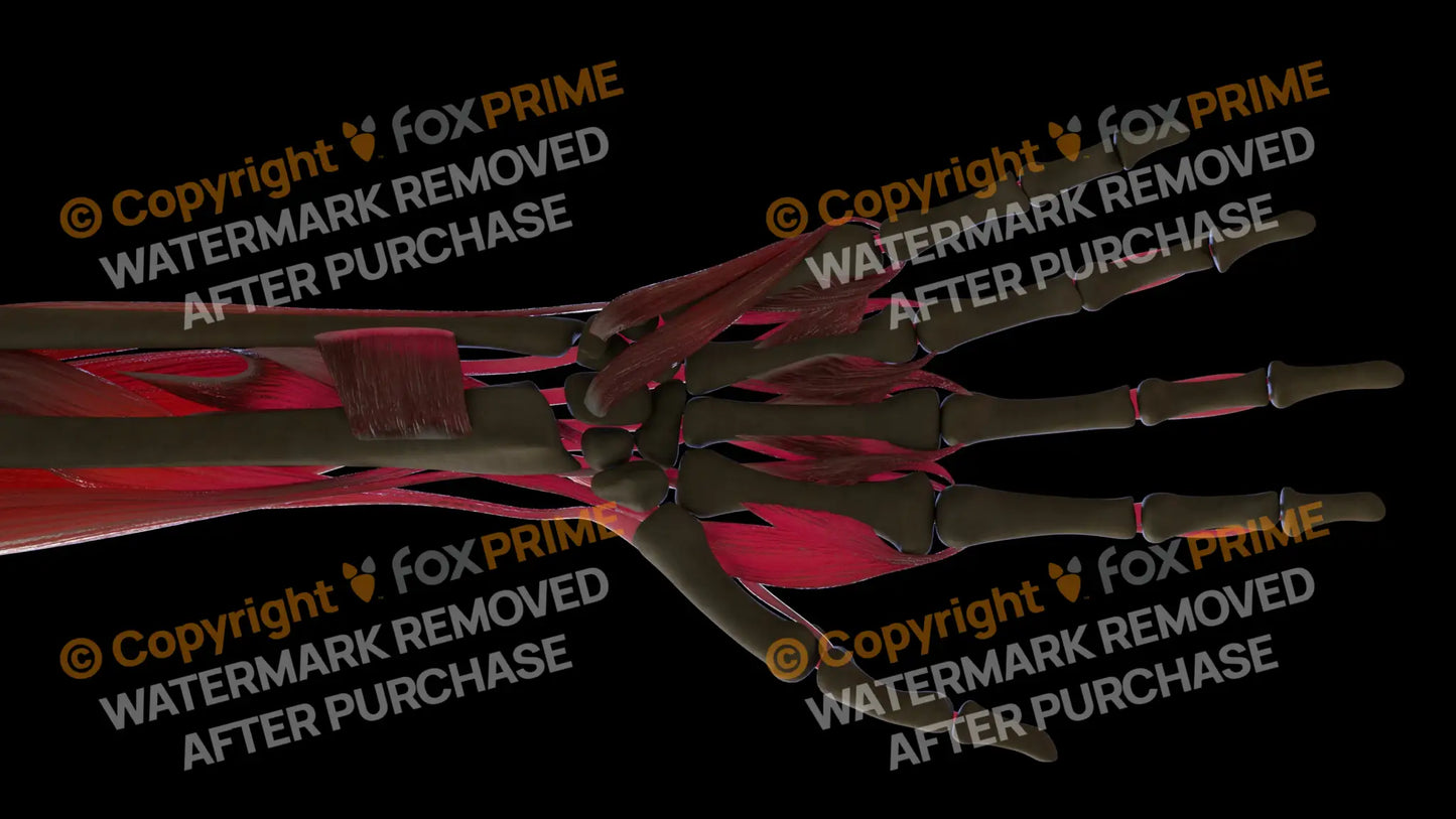 Muscular System Pronator Quadratus 1 Still Shot