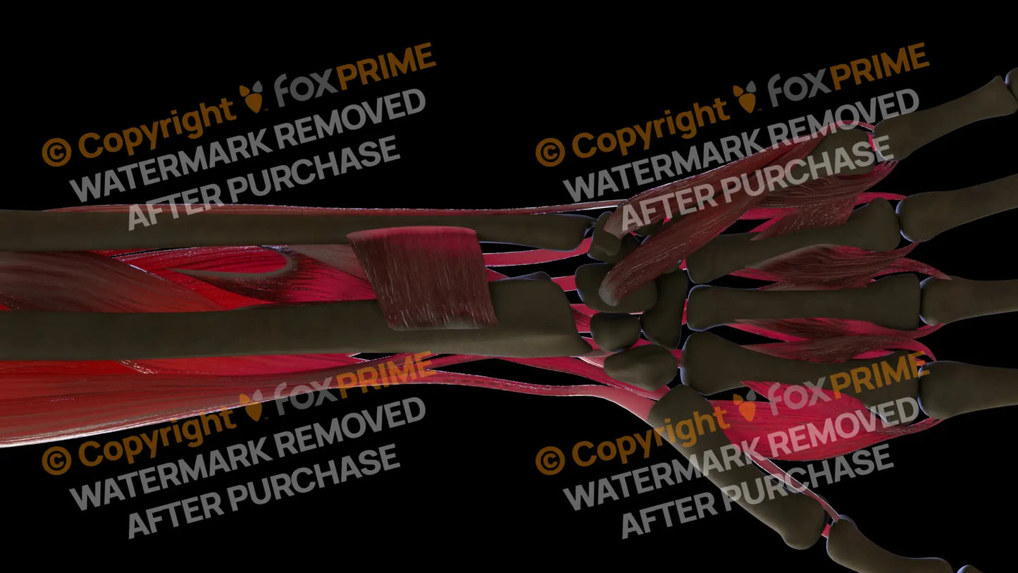 Muscular System Pronator Quadratus 2 Still Shot
