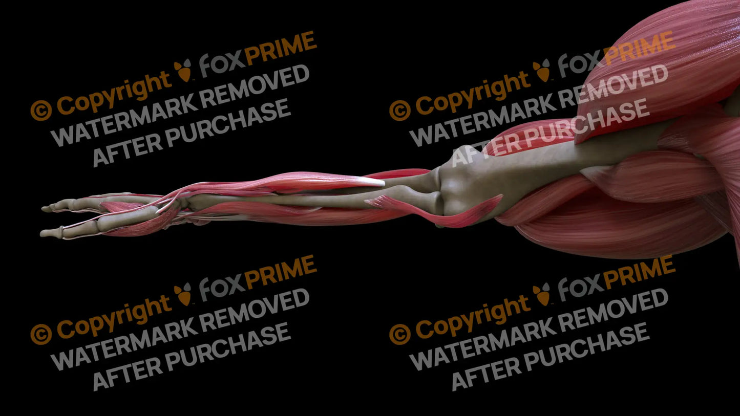 Muscular System Pronator Teres 1 Still Shot