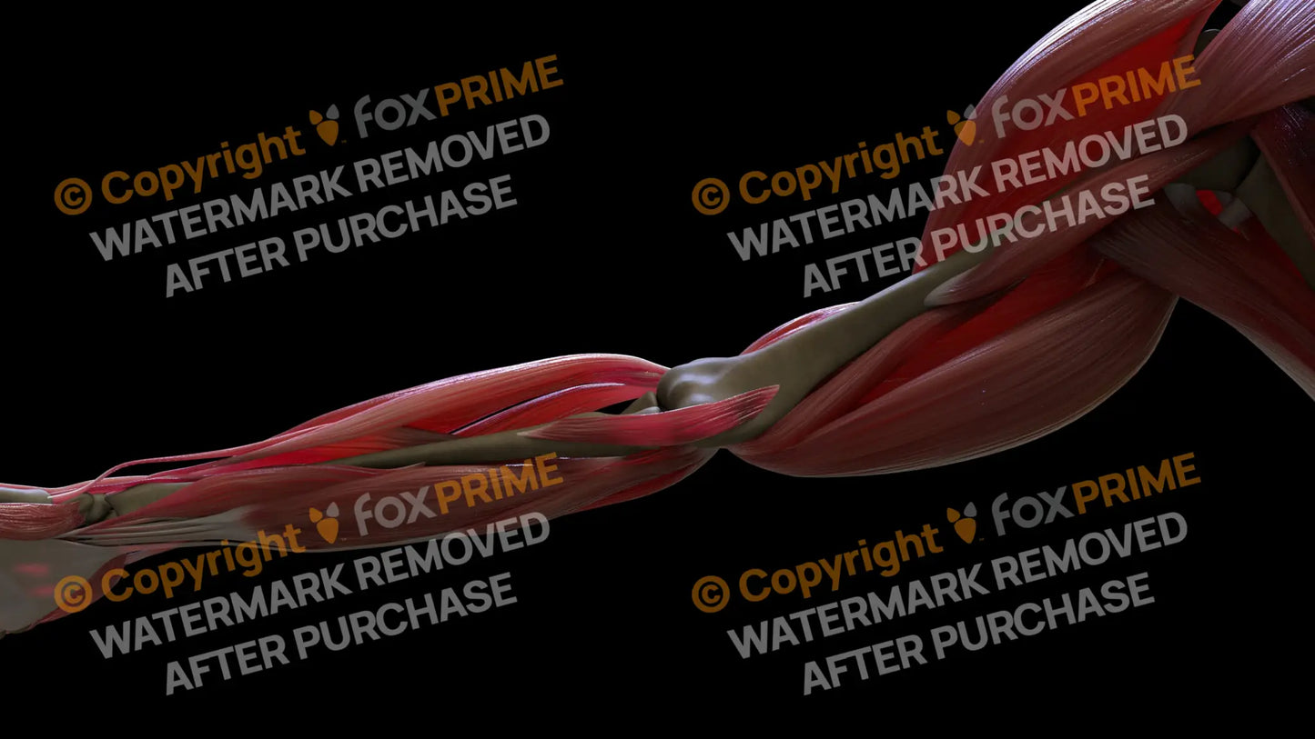 Muscular System Pronator Teres 2 Still Shot