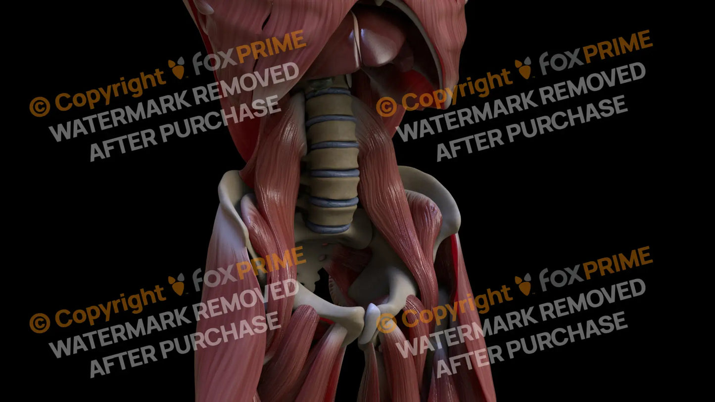 Muscular System Psoas Major 3 Still Shot