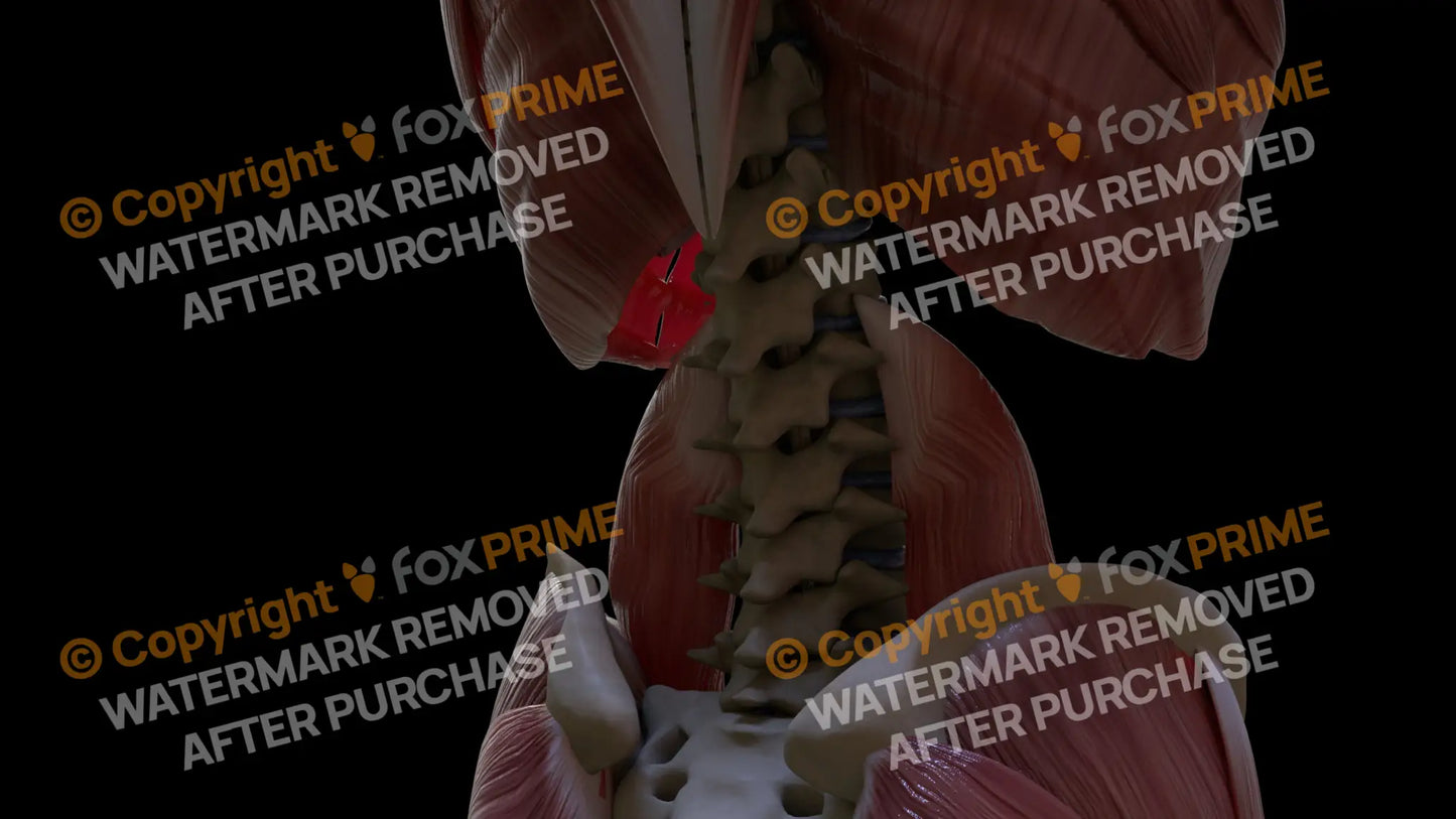 Muscular System Psoas Major 4 Still Shot