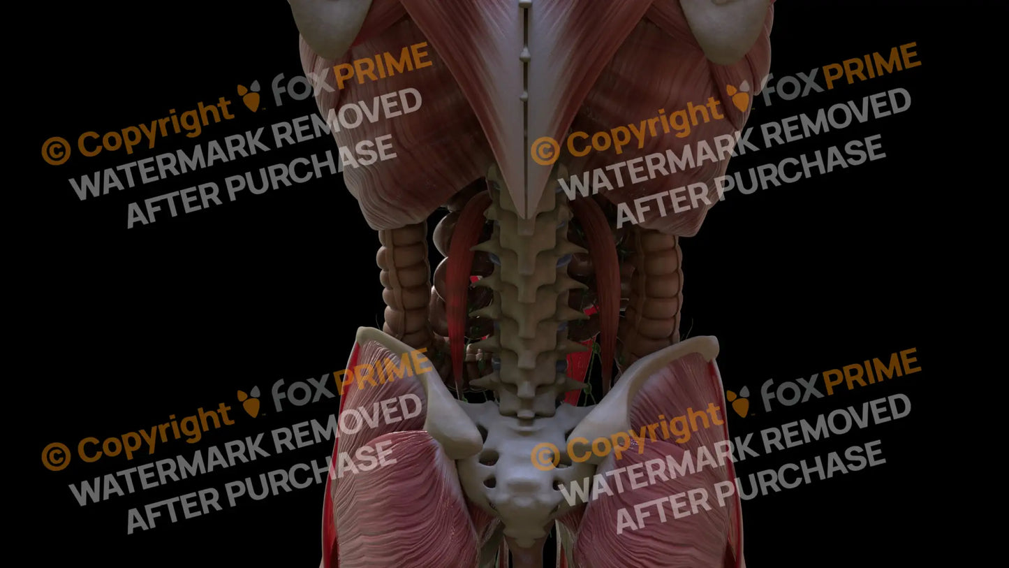 Muscular System Psoas Minor 1 Still Shot