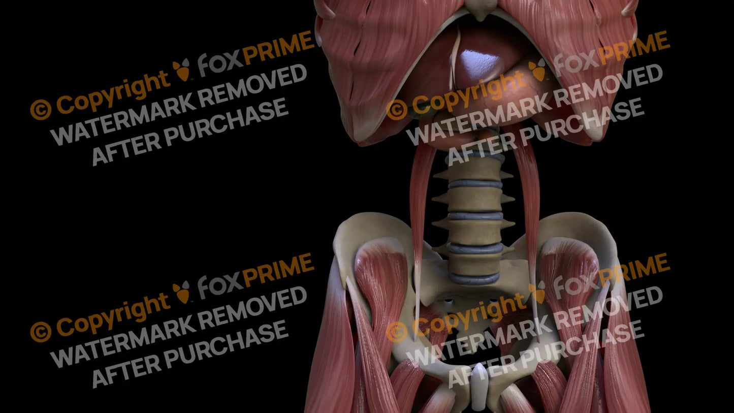Muscular System Psoas Minor 2 Still Shot