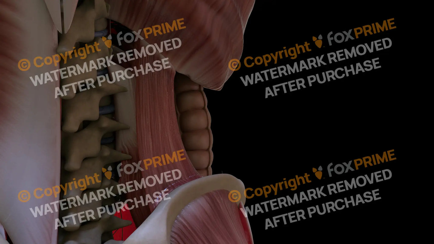 Muscular System Quadratus Lumborum 2 Still Shot