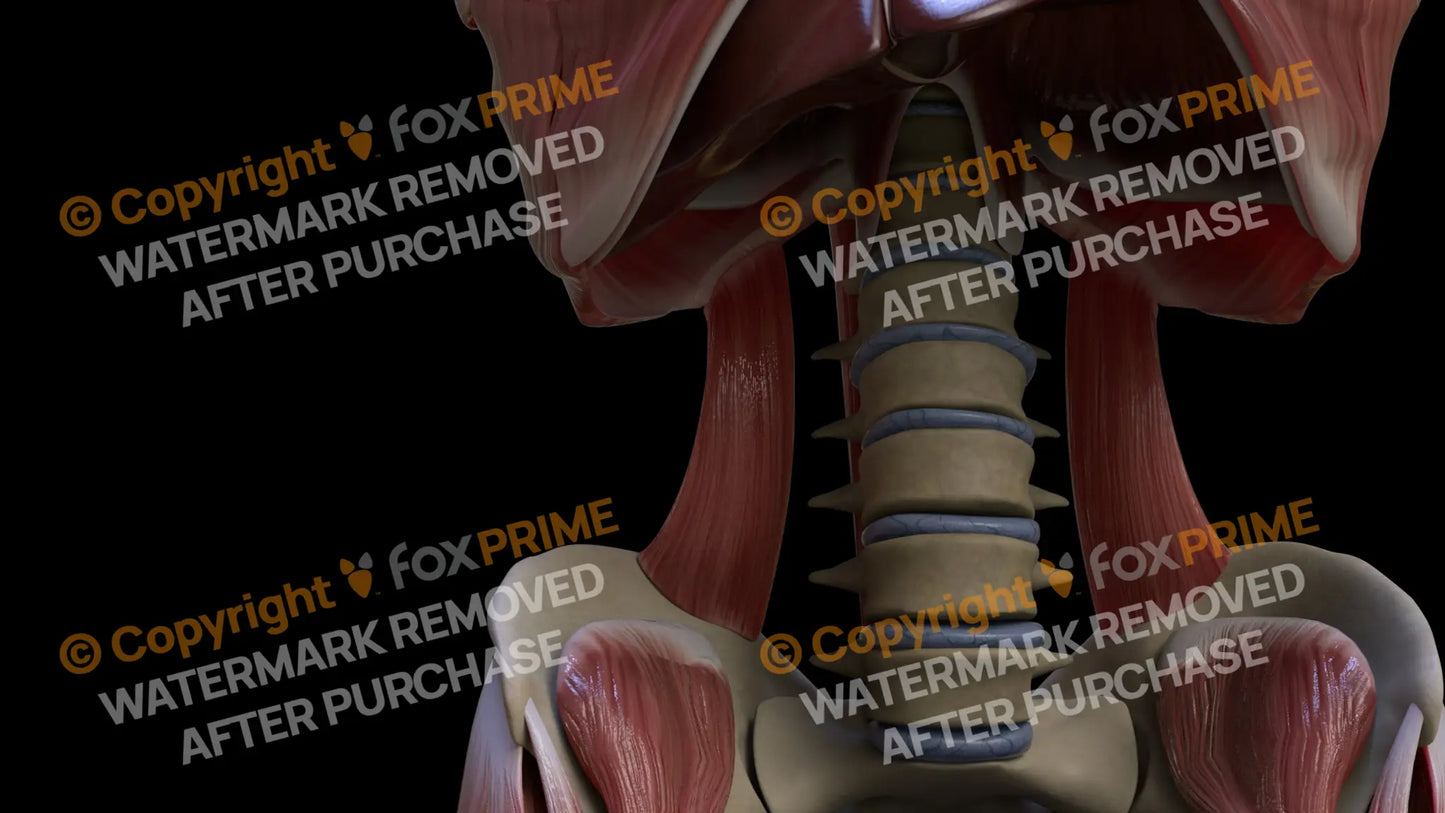 Muscular System Quadratus Lumborum 4 Still Shot