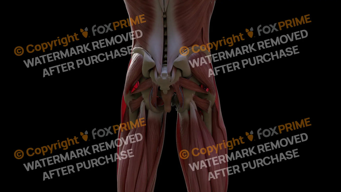 Muscular System Quadriceps Femoris 1 Still Shot