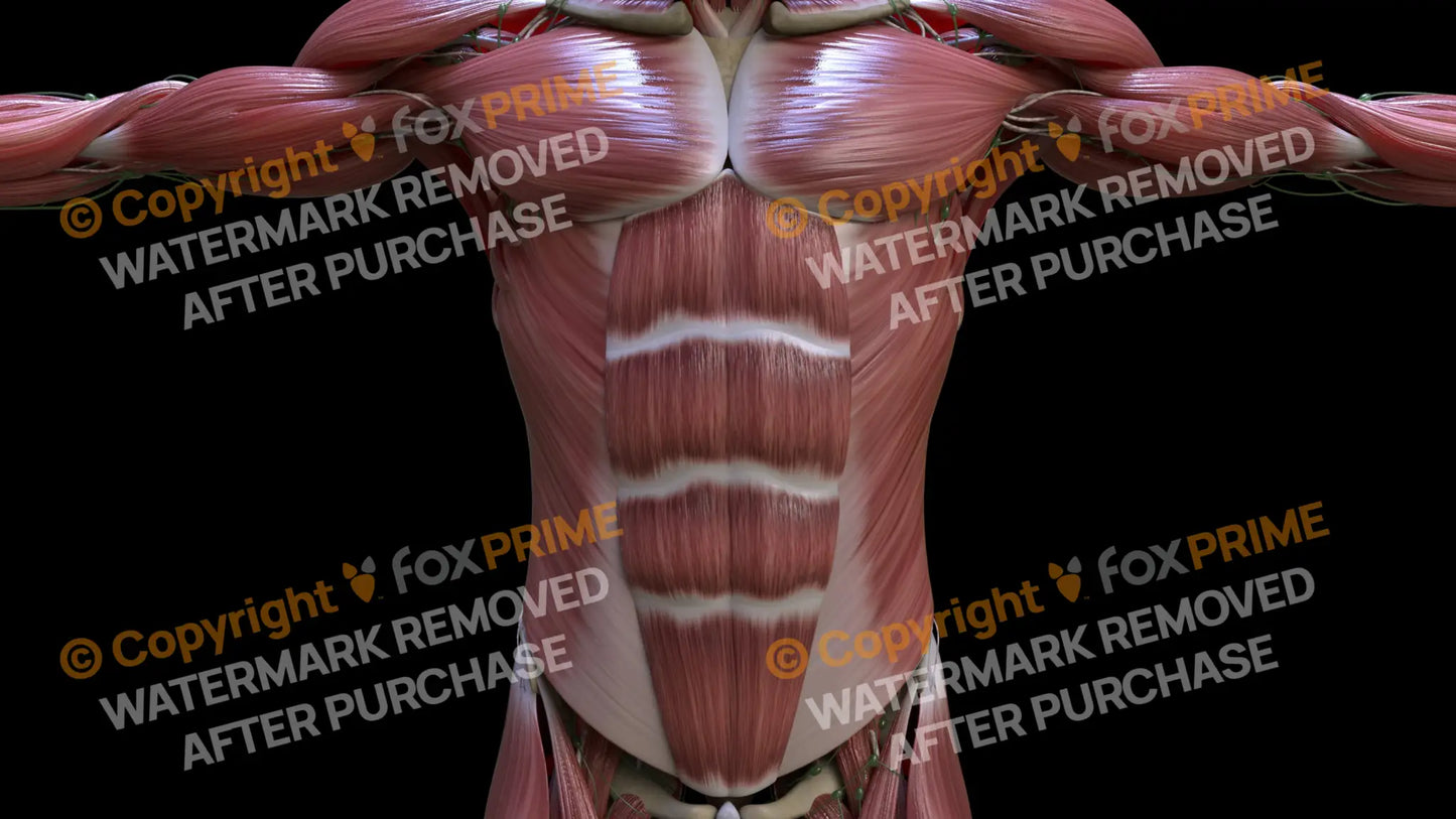 Muscular System Rectus Abdominis 1 Still Shot