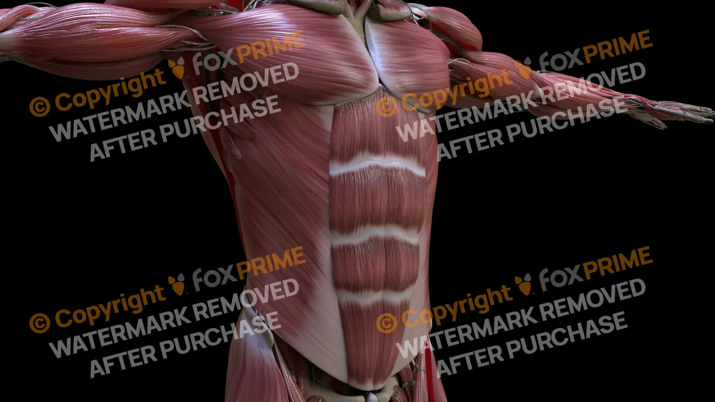 Muscular System Rectus Abdominis 2 Still Shot