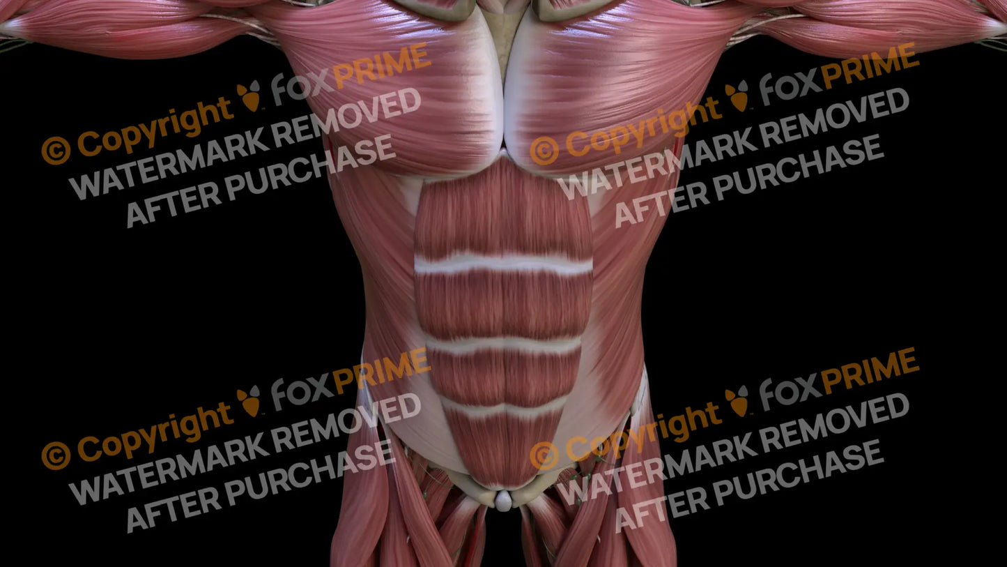 Muscular System Rectus Abdominis 3 Still Shot