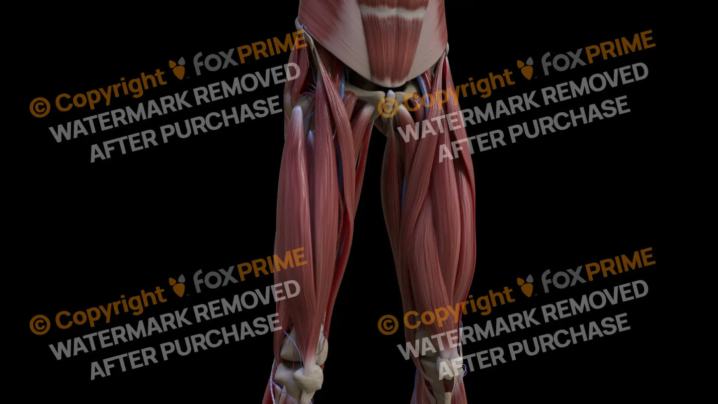 Muscular System Rectus Femoris 1 Still Shot