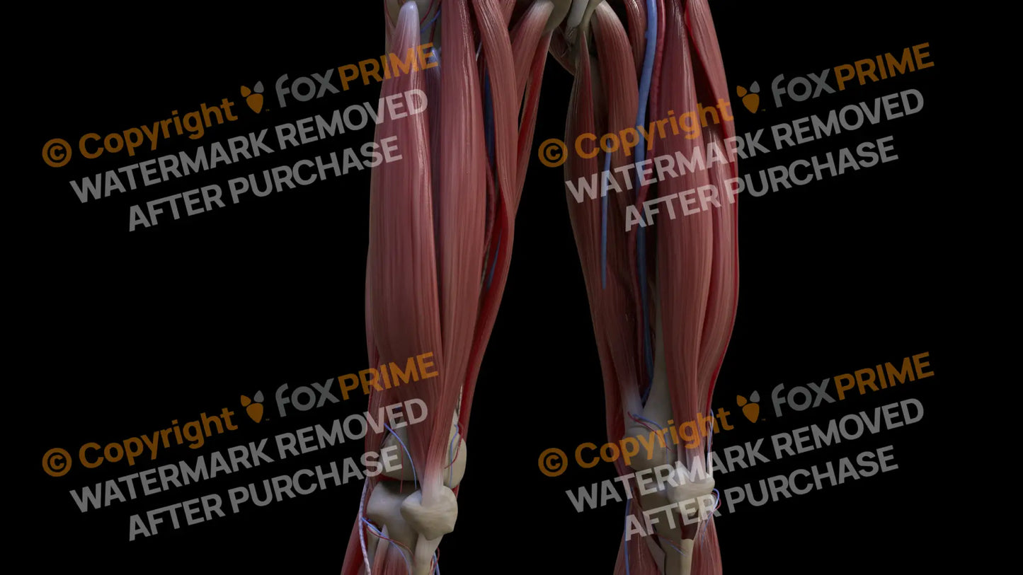 Muscular System Rectus Femoris 2 Still Shot