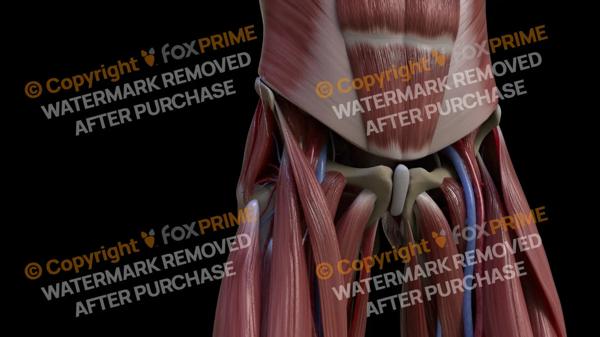 Muscular System Rectus Femoris 3 Still Shot