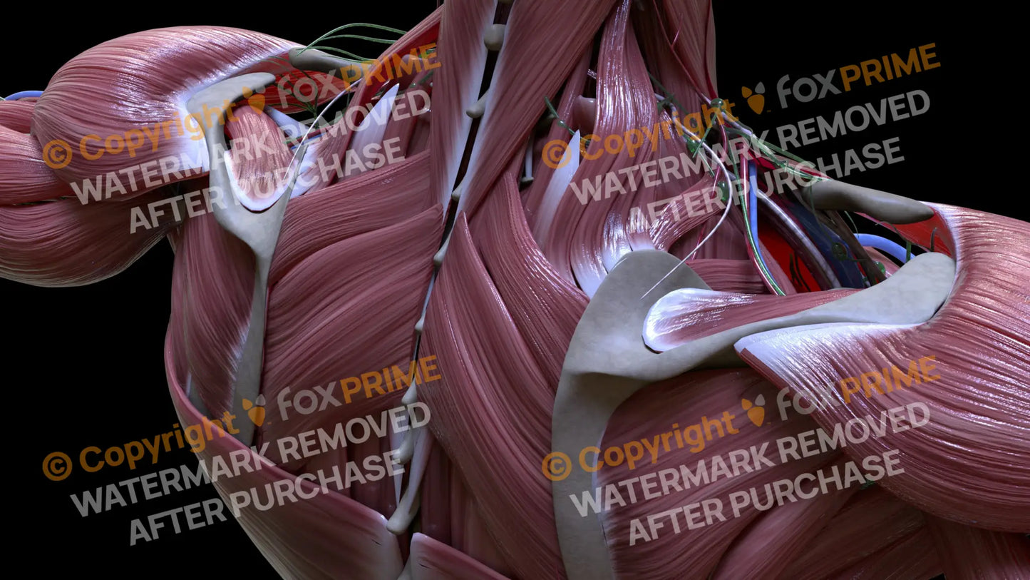 Muscular System Rhomboid Minor 1 Still Shot