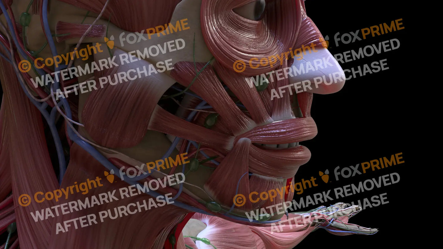 Muscular System Risorius 2 Still Shot
