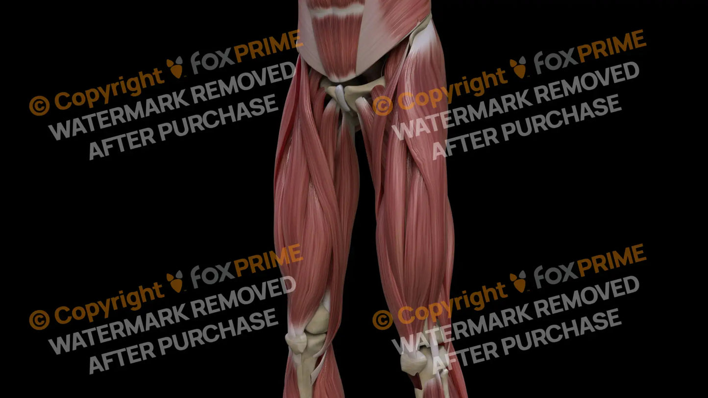 Muscular System Sartorius 1 Still Shot