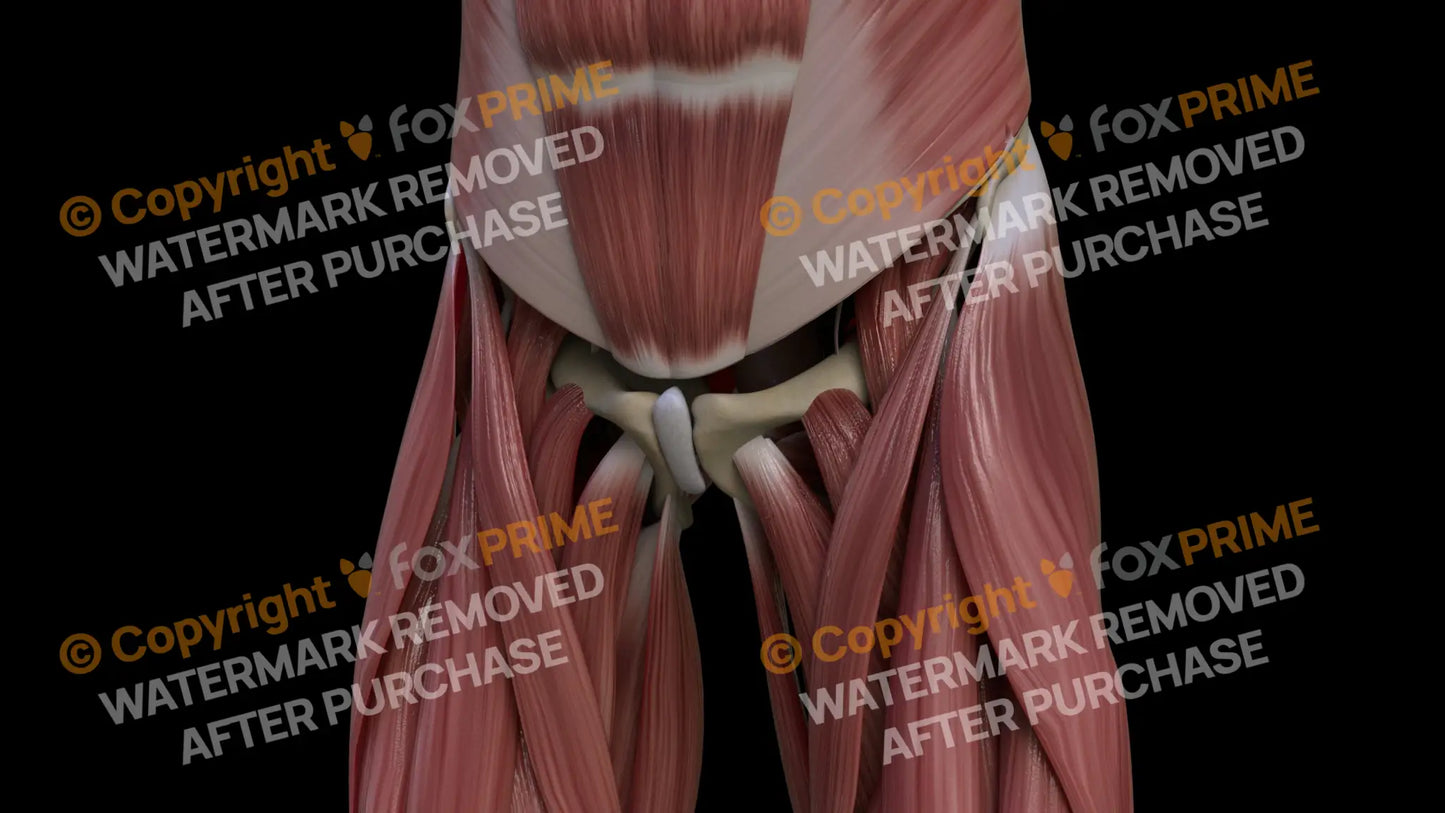 Muscular System Sartorius 3 Still Shot