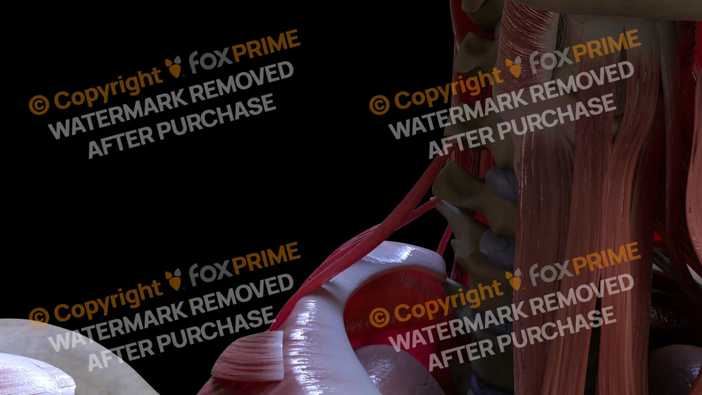 Muscular System Scalenus Posterior 1 Still Shot