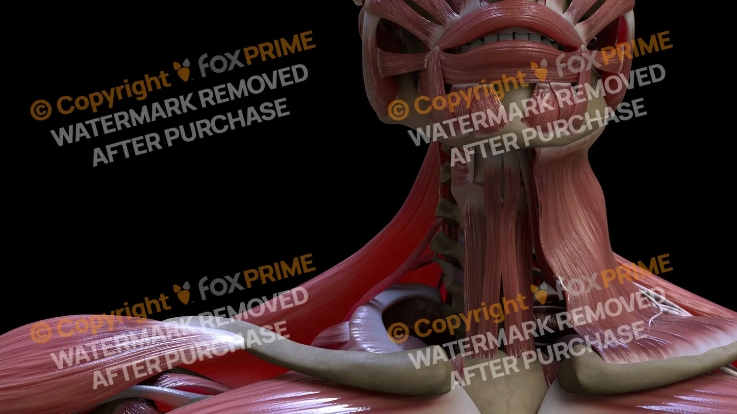 Muscular System Scalenus Posterior 2 Still Shot
