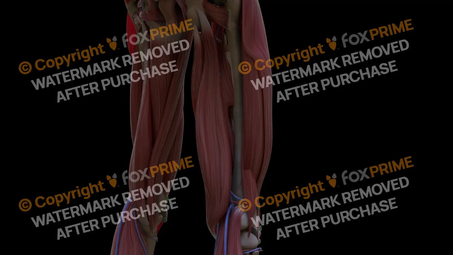 Muscular System Semimembranosus 2 Still Shot