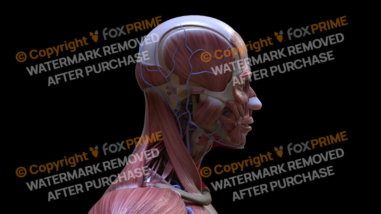 Muscular System Sternocleidomastoid 2 Still Shot