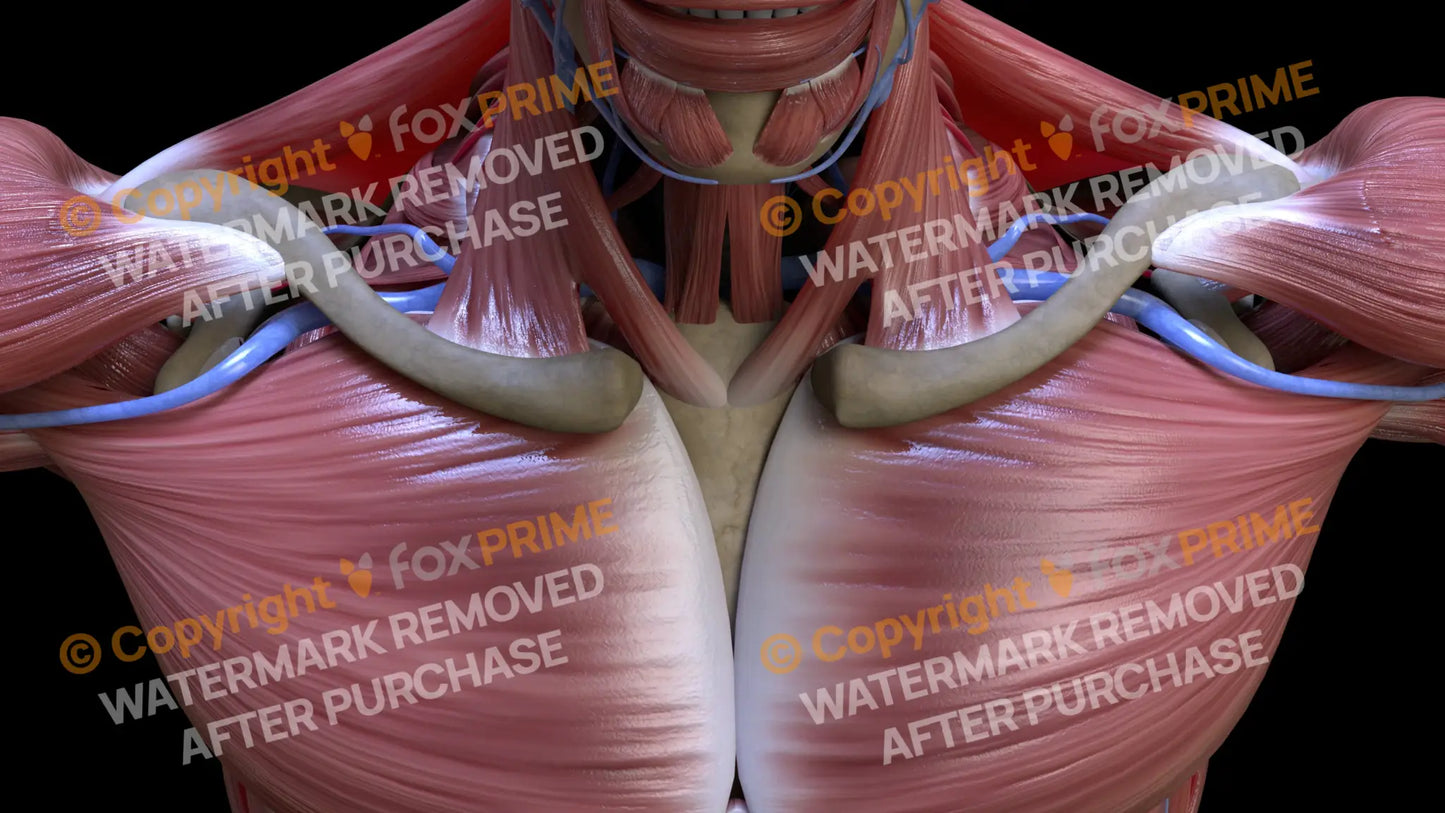 Muscular System Sternocleidomastoid 4 Still Shot