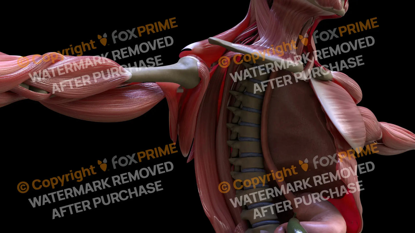 Muscular System Subscapularis 1 Still Shot