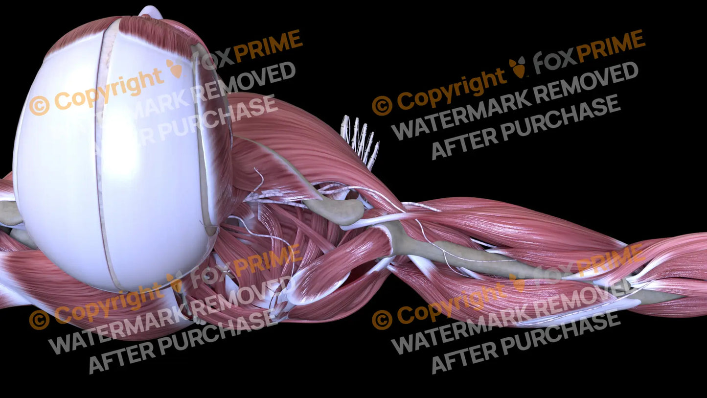 Muscular System Supraspinatus 1 Still Shot