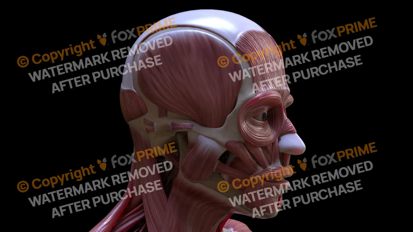 Muscular System Temporalis 2 Still Shot